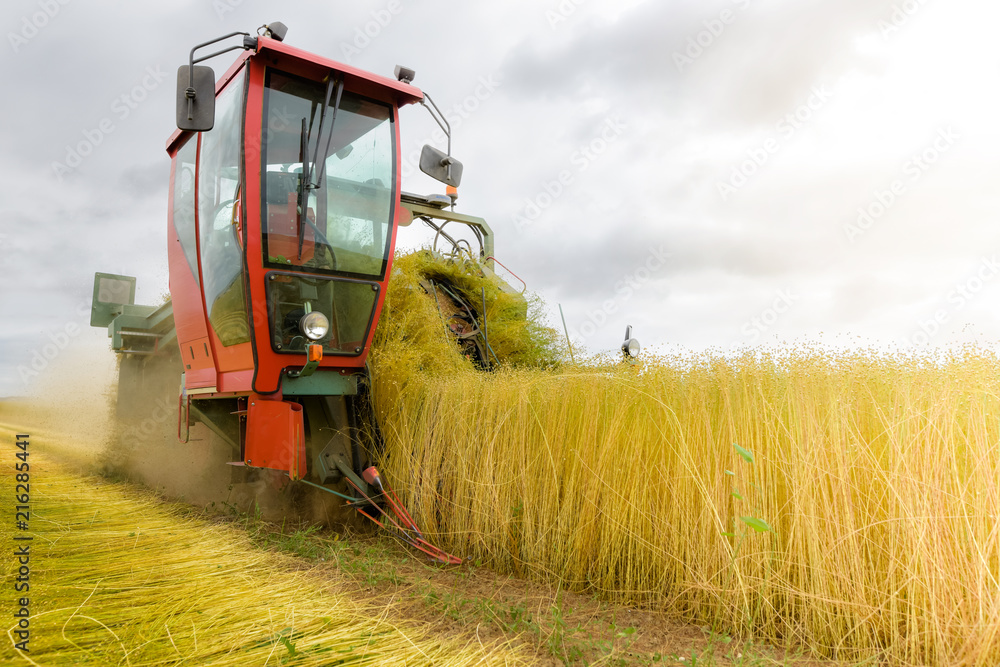 Fototapeta premium moisson du lin