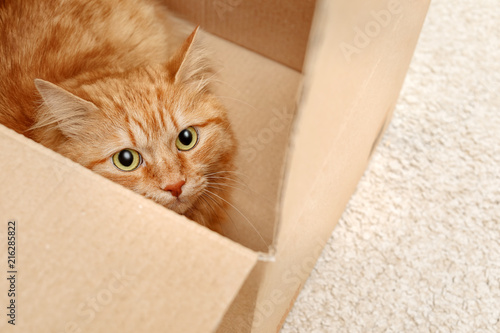 Adorable red cat in cardboard box indoors