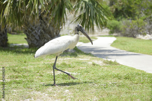 Wood Stork in the park, Palm Bay, Florida photo