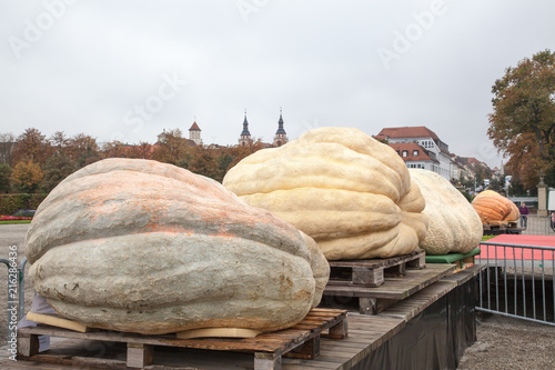 Pumpkins in Ludwigsburg Germany. Competition  garden.