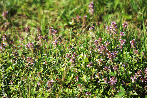 Thyme bloomed in the meadow in the July noon. Healing herb for tea drinking
