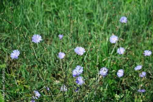 Wild chicory grows among grasses in a meadow 