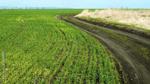 A dirt road along the edge of the field with sprouts of winter wheat