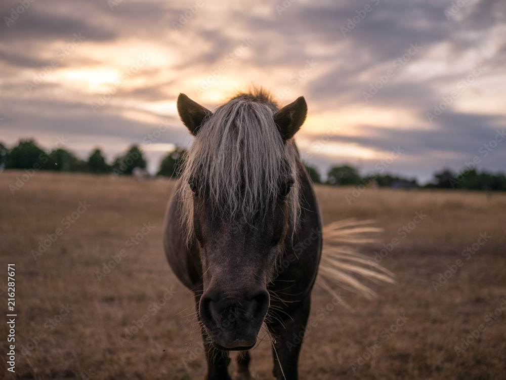 Naklejka premium stute