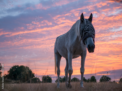 horse
