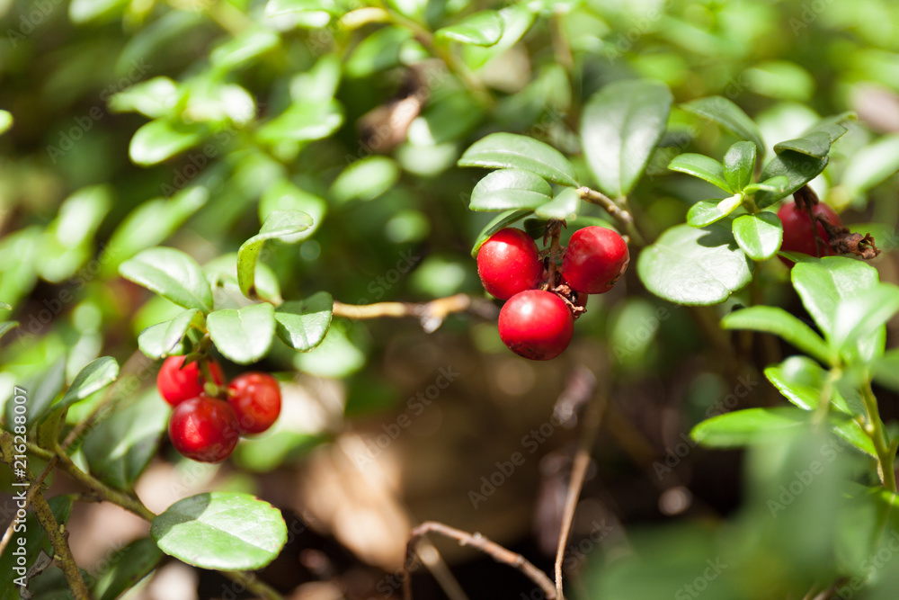 Autumn agriculture lingonberry, cowberry bush. Natural evergreen forest food.