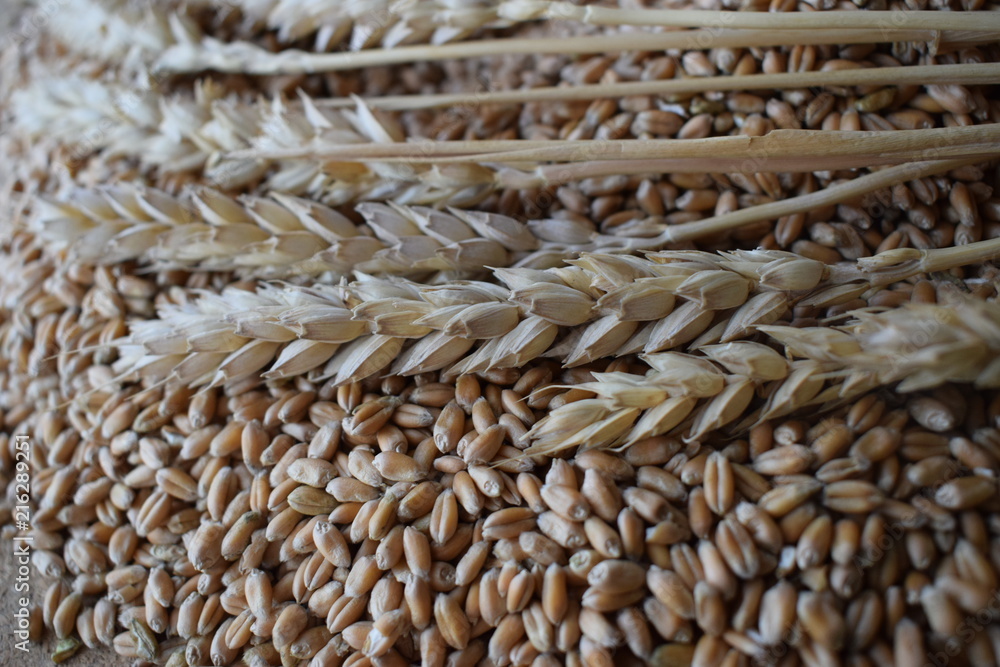 Obraz premium wheat 