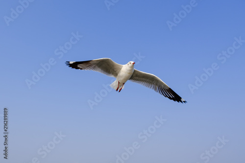 Brown-headed gull The Seagull It is different from other seagulls with large white stripes at the base of the wings. The adults have white stripes at the ends of the wings  which are black. 