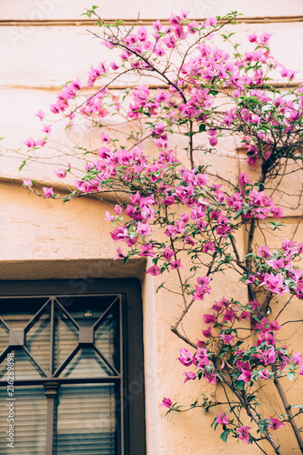 Pink flowers on the ancient wall of the boulding photo