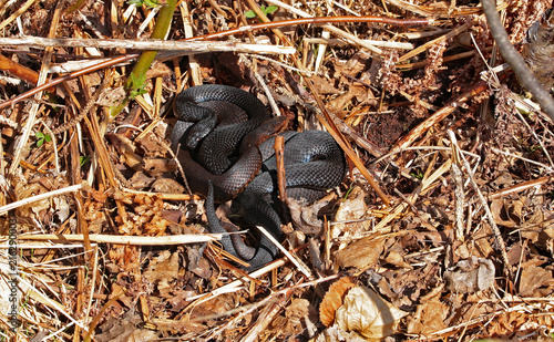 schwarze Kreuzottern ( Vipera berus ) bei der Paarung 2