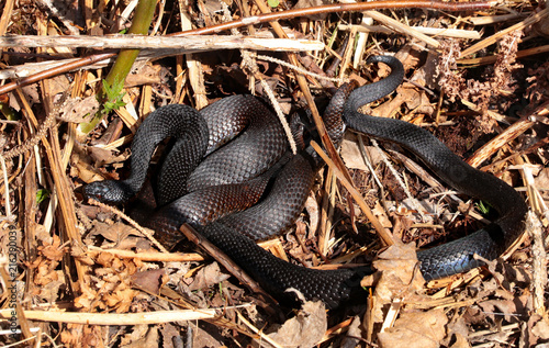 schwarze Kreuzottern ( Vipera berus ) bei der Paarung