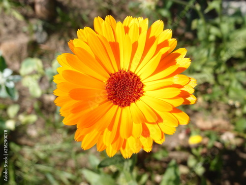 Orange marigold  marigold  close-up.
