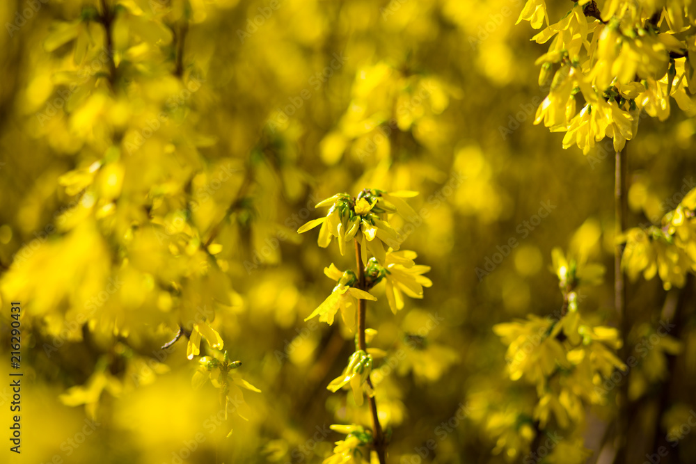 Soft focus of yellow flowers bloom in spring Soft focus of yellow flowers bloom in spring