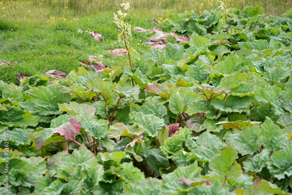 Gewöhnlicher Rhabarber (rheum rhabarbarum) Gewöhnlicher Rhabarber (rheum rhabarbarum)