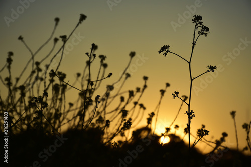 Golden sunset from behind the silhouettes of wild flowers and meadows