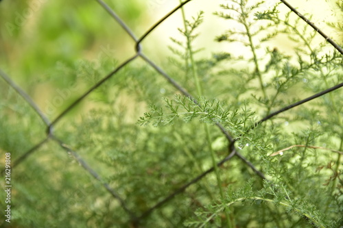Wild grass in the forest behind a wire mesh fence in Bariloche, Argentina