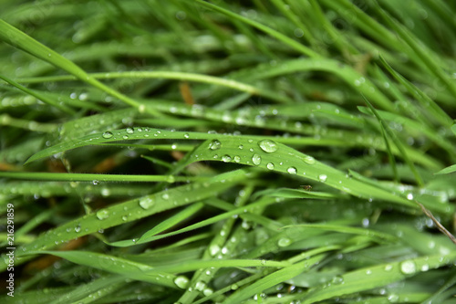 Grass with water drops after a rainy day in Bariloche, Argentina
