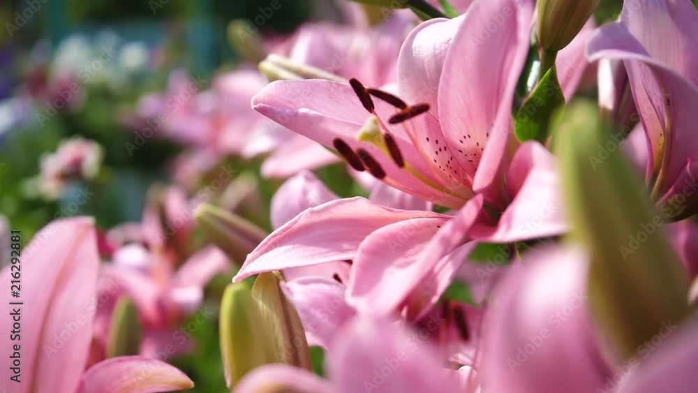 Garden flowers. Pink Liliya, inflorescence large Garden flowers. Pink Liliya, inflorescence large