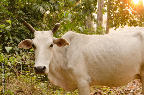 A white buffalo Indian cow in a forest in Havelock Island, Andaman, India