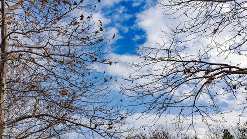 Winter trees and blue sky with clouds