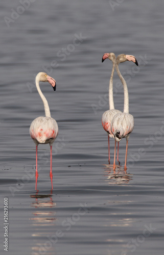Greater Flamingos are local migrants in Pakistan. The breed along mangroves and gain pink color with the shrimps they eat