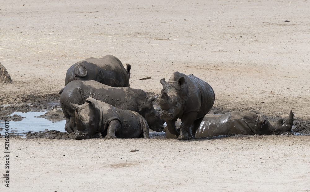 group of hippo animals