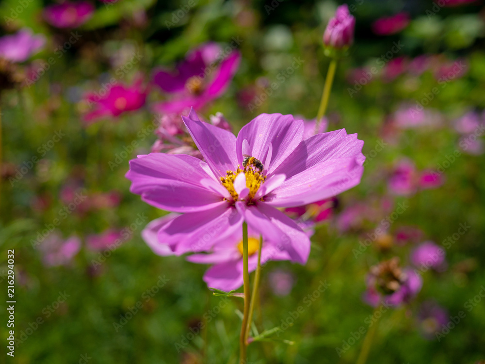 Purple flower in the background. Purple flower in the background.