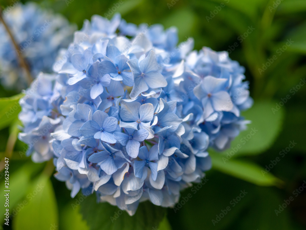 Hortensia flower in summer garden. Hortensia flower in summer garden.
