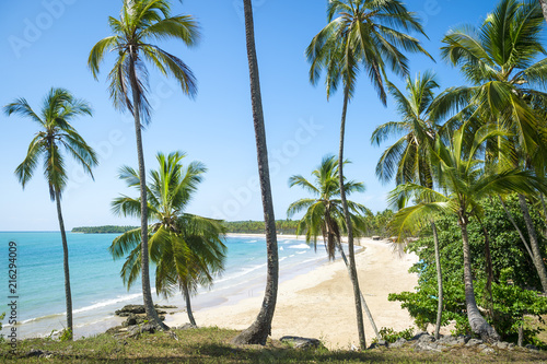 View through coconut trees to a beautiful tropical palm-fringed, white sand beach bay in Bahia, Brazil.