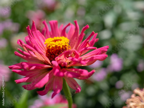Fototapeta Naklejka Na Ścianę i Meble -  Pink yellow zinnia annual flower in the garden.