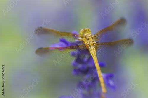 dragonfly
