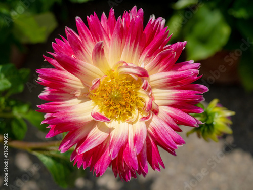 Fototapeta Naklejka Na Ścianę i Meble -  Beautiful gerbera flower bloom in the pond.