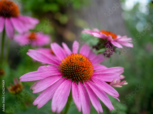 Fototapeta Naklejka Na Ścianę i Meble -  Echinacea purpurea in flower.