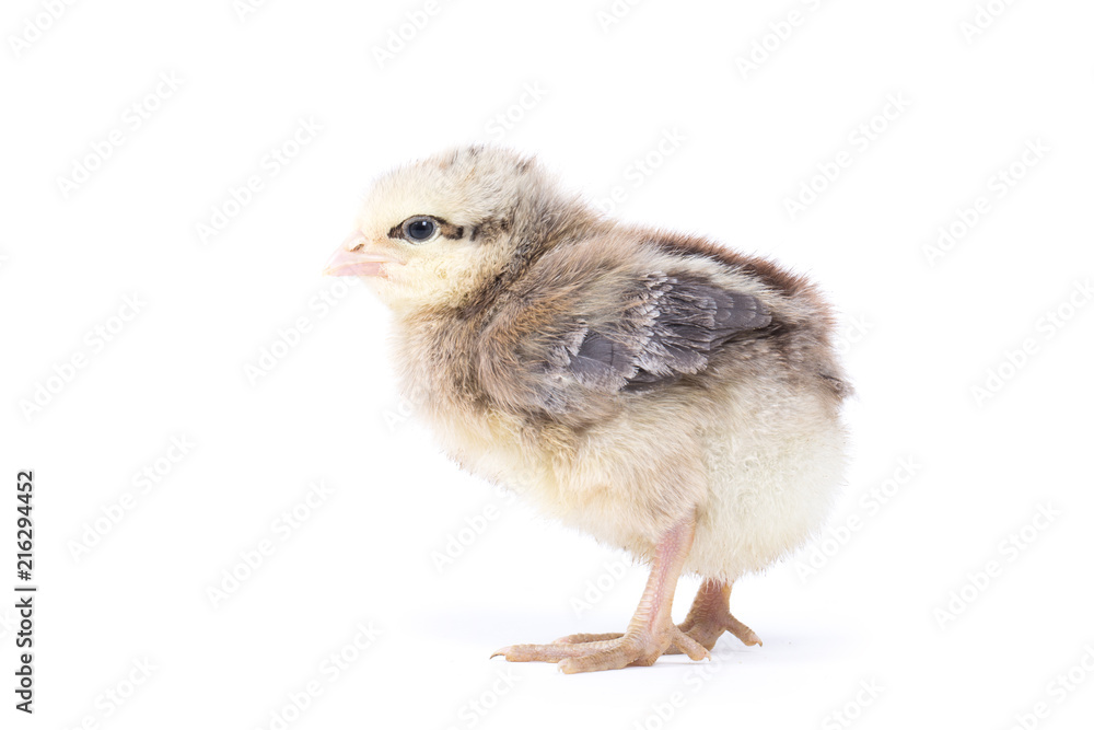 Little chicken isolated on white