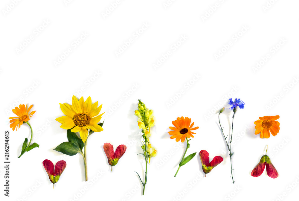 Wildflowers summer sunflower, flowers calendula, linaria, blue cornflower, red samaras maple ash with space for text on white background. Top view, flat lay - obrazy, fototapety, plakaty 