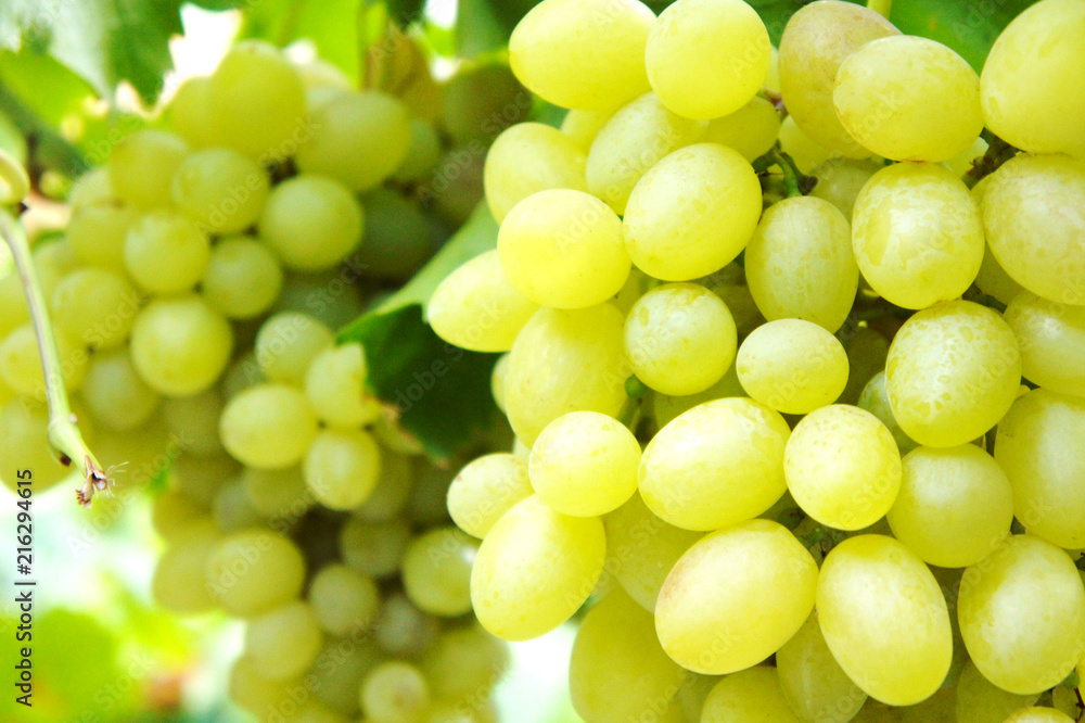 green bunches of grapes Close-up of a bunch of grapes on grapevine in vineyard green bunches of grapes Close-up of a bunch of grapes on grapevine in vineyard