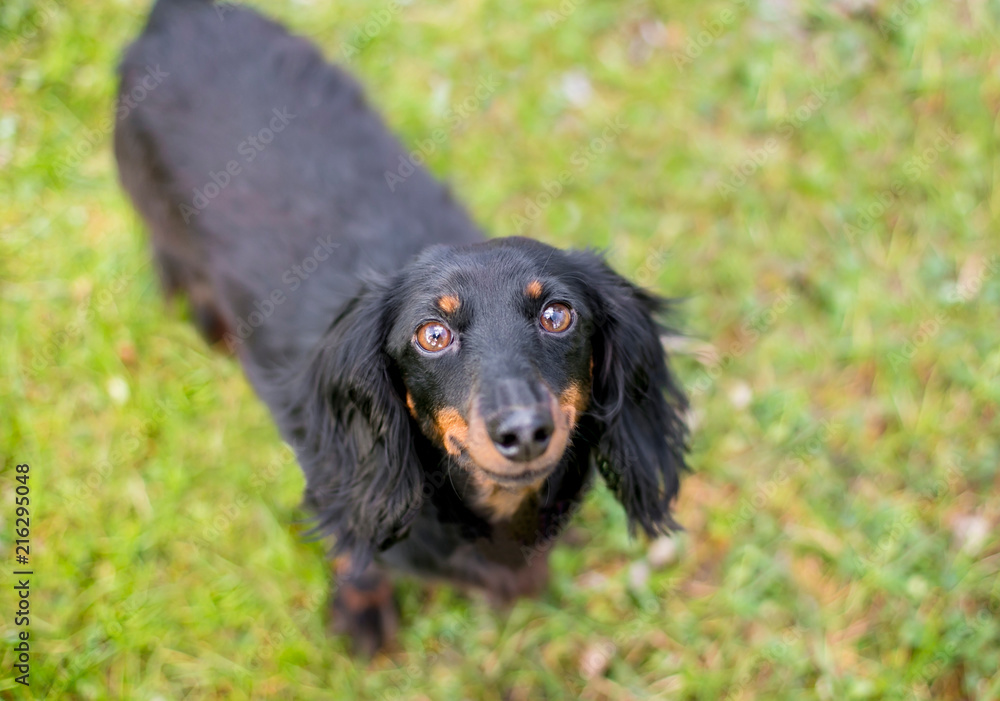 A black and red Long-haired Dachshund dog looking up