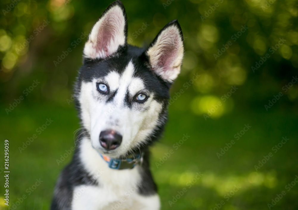 An Alaskan Husky puppy with blue eyes, listening with a head tilt