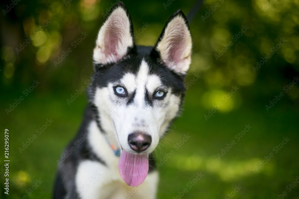 An Alaskan Husky puppy with blue eyes outdoors An Alaskan Husky puppy with blue eyes outdoors