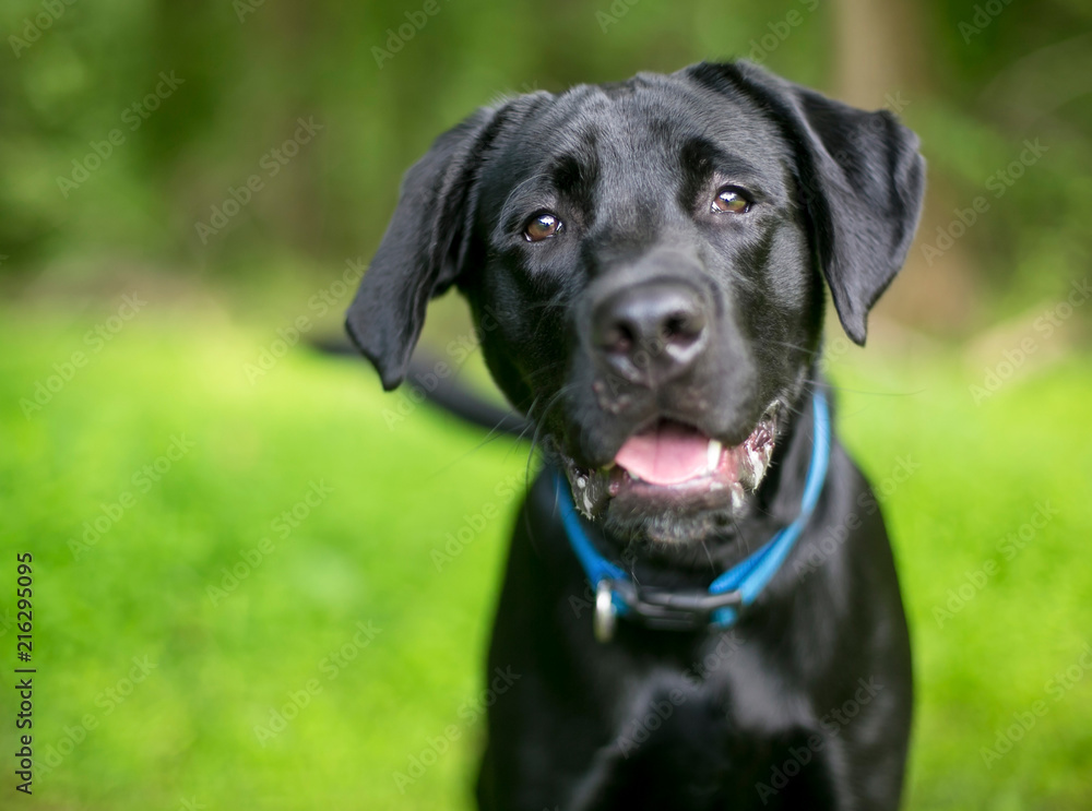 A black Labrador Retriever dog with a happy expression