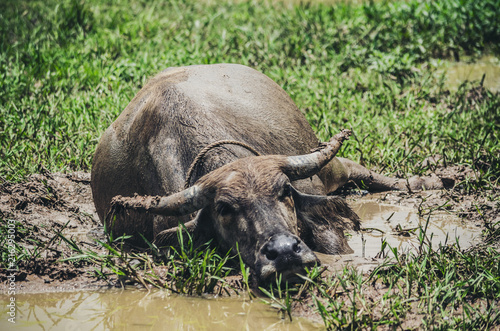 Buffalo Thai Agricultural Livestock Countryside and fields