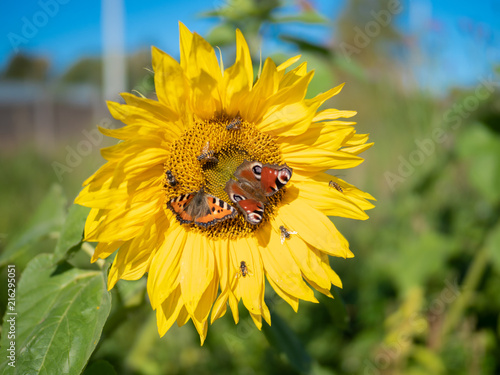 sunflower against blue sky
