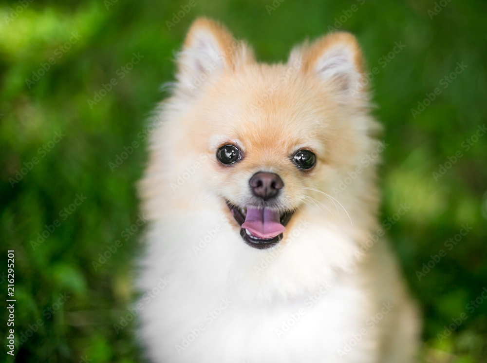 A purebred Pomeranian puppy with a happy expression