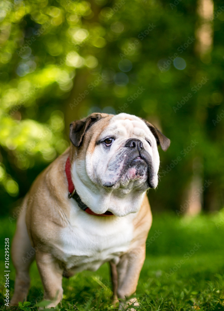 A purebred English Bulldog outdoors