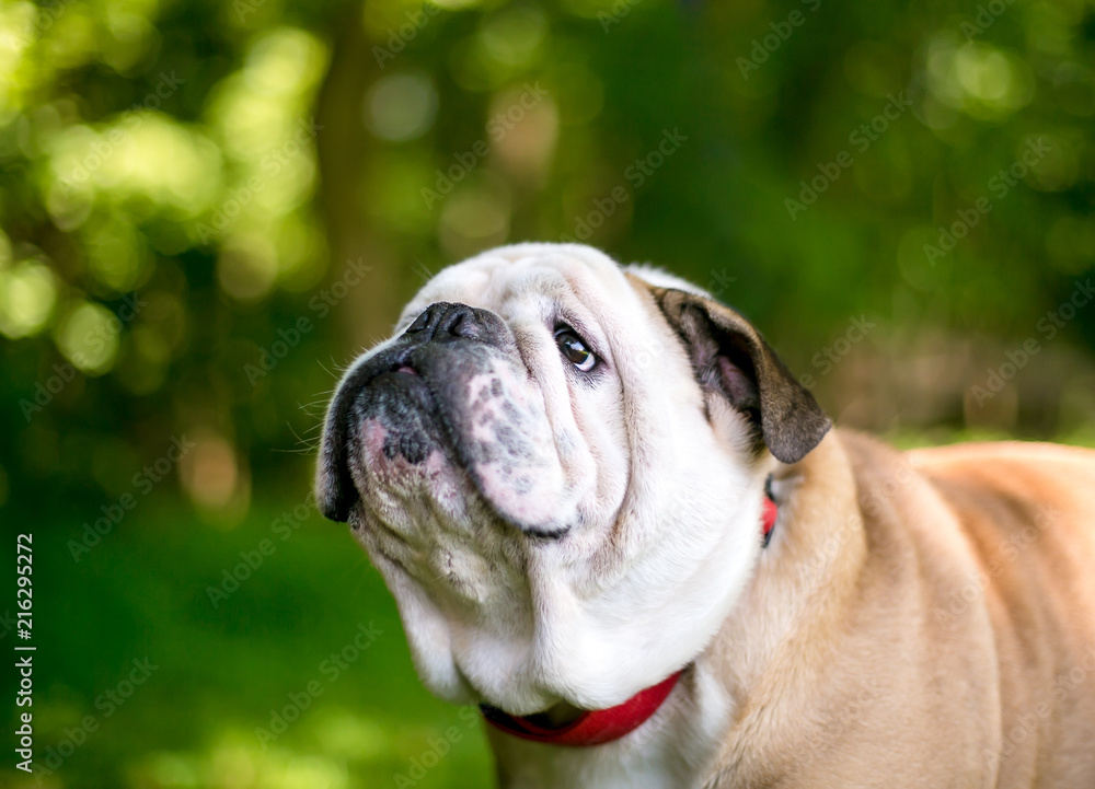 A purebred English Bulldog outdoors