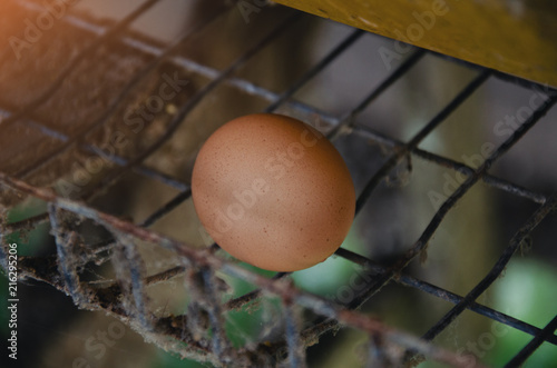 Eggs in tray In the chicken farm.