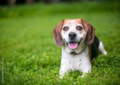A happy Beagle dog relaxing in the grass