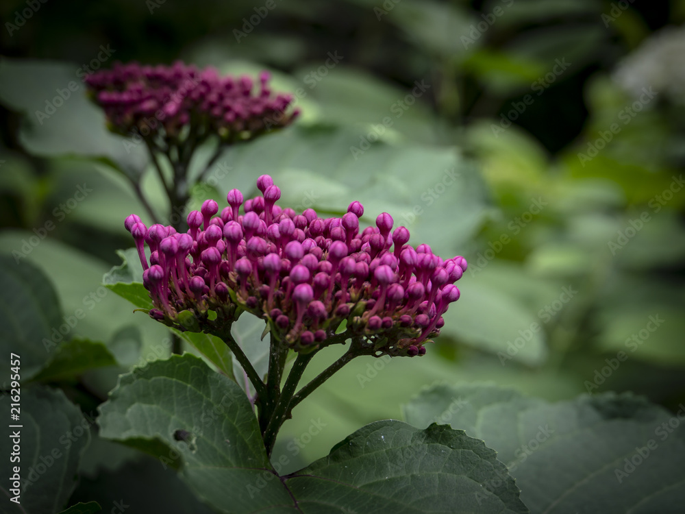 Clerodendrum bungei bud with purple cap in the garden. Flower in natural sunlight on the dark green background of his foliage. Close-up Clerodendrum bungei bud with purple cap in the garden. Flower in natural sunlight on the dark green background of his foliage. Close-up