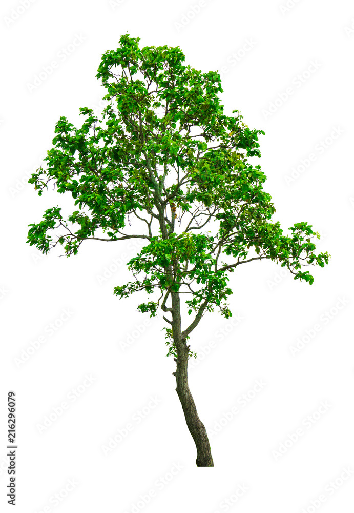 Fototapeta premium The Isolated Dipterocarpus Alatus, tropical forest tree from white background with clipping path.