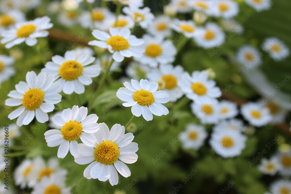 Obraz premium White field camomiles